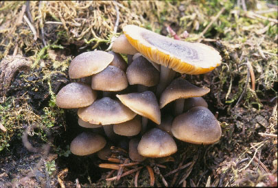 Picture of Mycena overholtzii