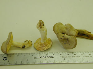 Picture of Lactarius griseus