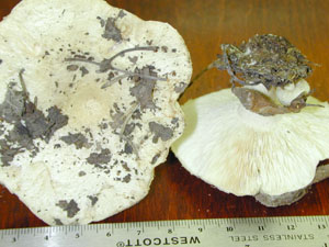 Picture of Lactarius pubescens