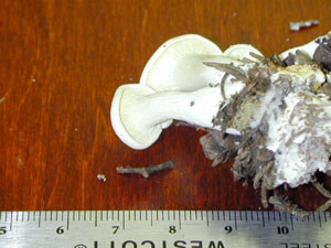 Picture of Lactarius luteolus