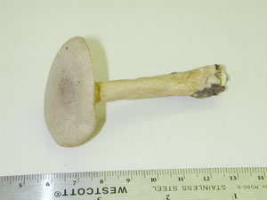 Picture of Lactarius aquifluus