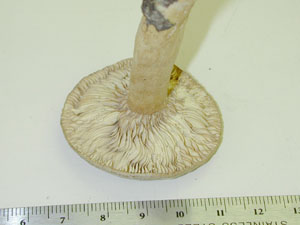 Picture of Lactarius aquifluus