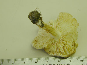 Picture of Lactarius subvernalis