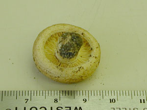 Picture of Lactarius mucidus