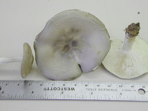 Picture of Lactarius vietus