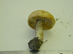 picture of Leccinum aurantiacum