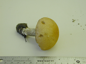 Picture of Leccinum aurantiacum
