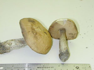 Picture of Leccinum insigne