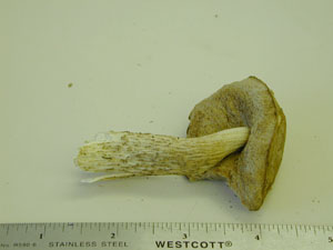 picture of Leccinum oxydabile