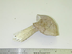 Picture of Leccinum oxydabile