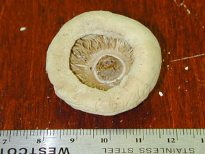 picture of Lepiota naucina