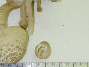 picture  of Lepiota lutea