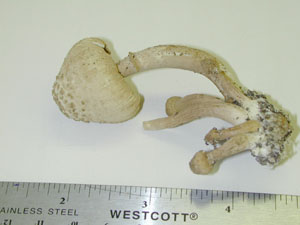 Picture of Lepiota lutea