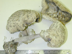 Picture of Lepiota rachodes