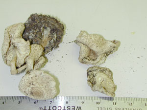 picture  of Lepiota cristae