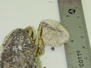 Picture of Lepiota cristae