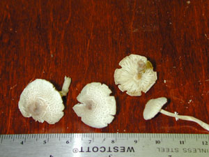 picture  of Lepiota atrodisca