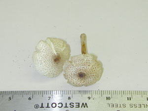 Picture of Lepiota atrodisca