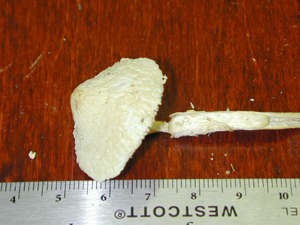 picture  of Lepiota cepaestipes