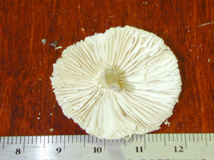 Picture of Lepiota cepaestipes