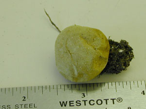 Picture of Lycoperdon molle