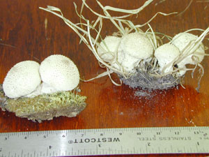 Picture of Lycoperdon perlatum