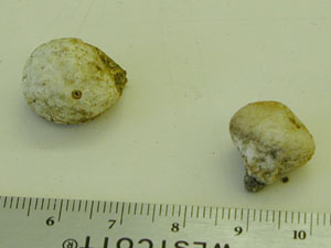 Picture of Lycoperdon saccatum