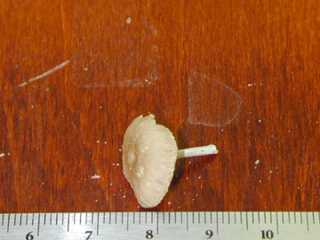 Picture of Marasmius scorodonius