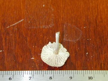 Picture of Marasmius scorodonius