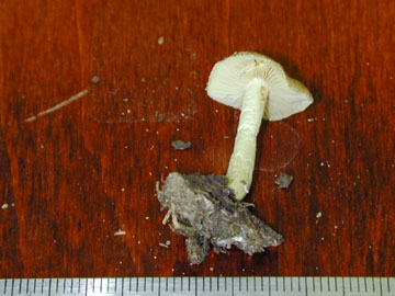 Picture of Marasmius cystidosus