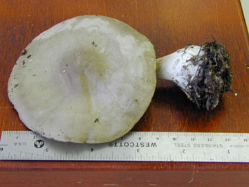picture of Melanoleuca grammapodia