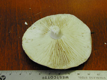 Picture of Melanoleuca grammopodia