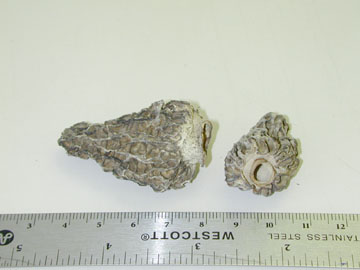 picture of Morchella conica