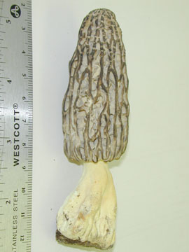 Picture of Morchella elata