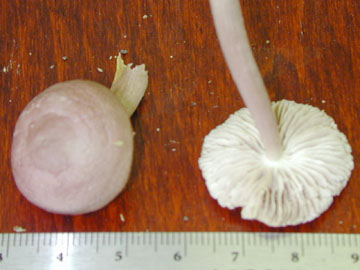 Picture of Mycena pura