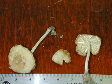 Picture of Mycena baematopus