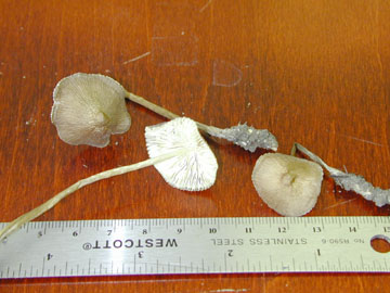 Picture of Mycena pseudoiclinata