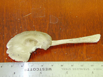 Picture of Mycena inclinata