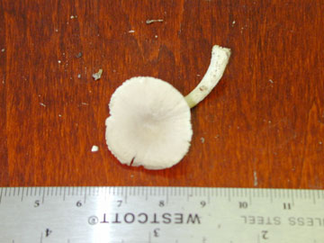 Picture of Mycena alcalina