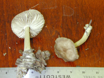 Picture of Mycena overholtzii