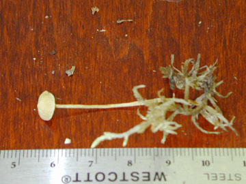 Picture of Mycena strobilinoides