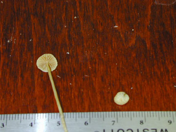 Picture of Mycena strobilinoides