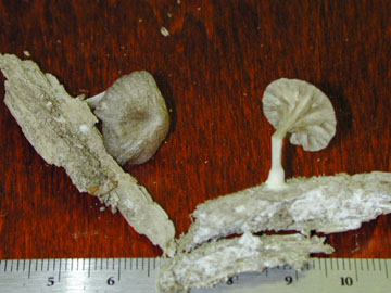 Picture of Myxomphalea maura