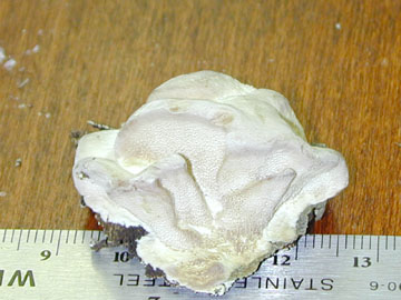 Picture of Olegoporous caesius