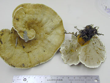 picture of Onnia tomentosa