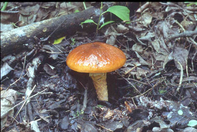 Picture of Limacella glioderma