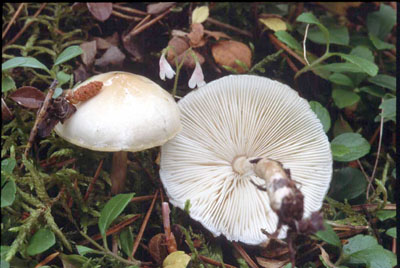 Picture of Limacella illinita