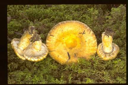 Picture of Lactarius scrobiculatus