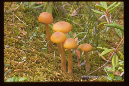 Picture of Laccaria laccata