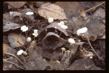 Picture of Marasmius epiphyllus